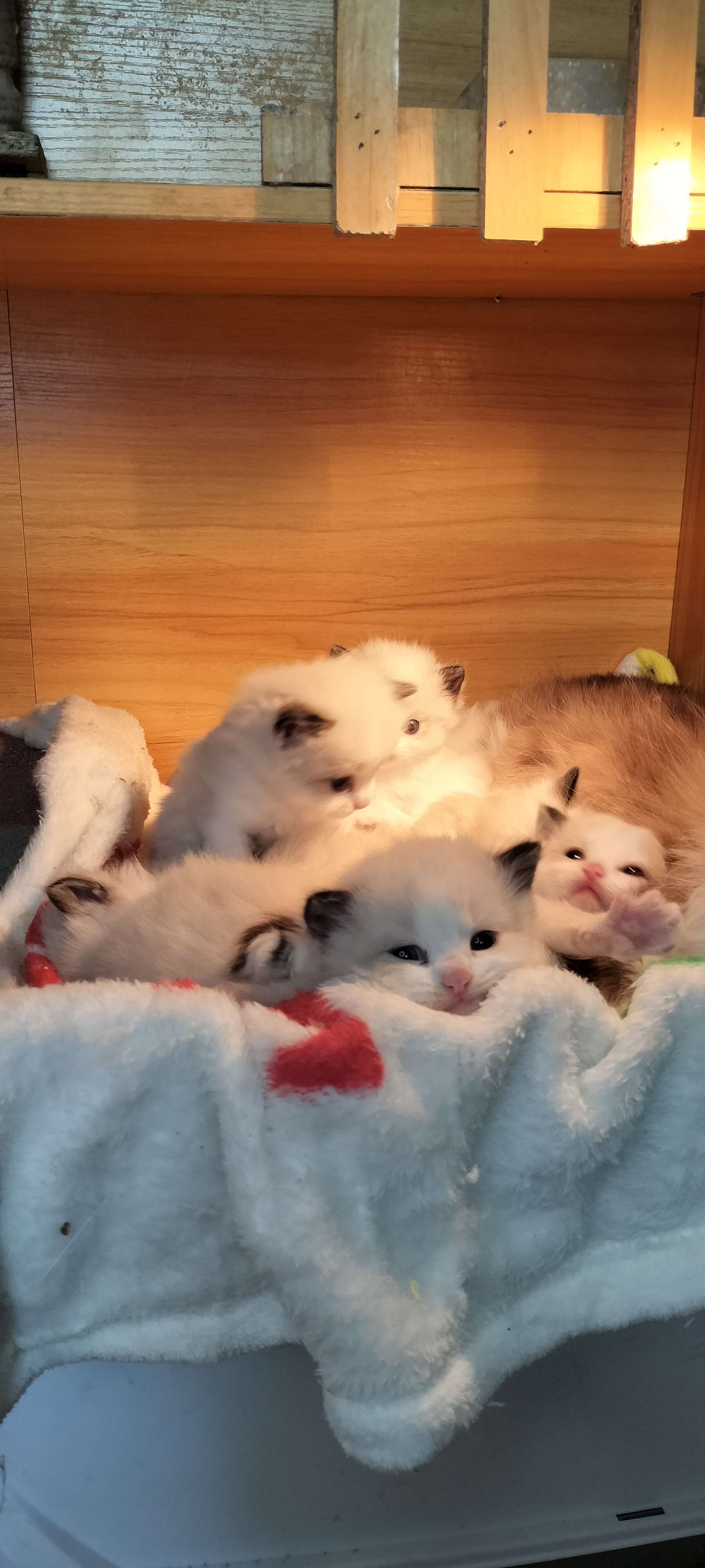 传统布偶猫/新脸布偶猫/繁育级布偶猫